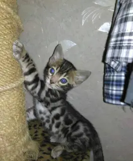 Photo №2 to announcement № 1084 for the sale of bengal cat - buy in Ukraine private announcement