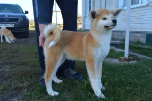 Additional photos: Chic puppies Akita Inu