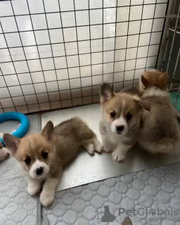 Photo №3. Corgi puppies for sale. United States