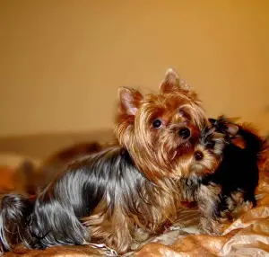 Photo №1. yorkshire terrier - for sale in the city of Czulice | 390$ | Announcement № 841