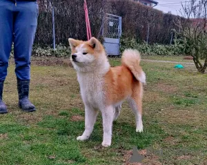 Additional photos: Japanese Akita Inu puppies