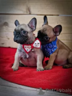 Additional photos: French Bulldog puppies