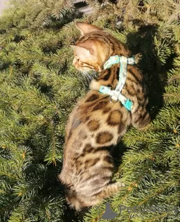 Additional photos: Elite Bengal kitten