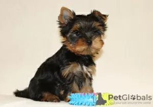 Additional photos: Yorkshire Terrier puppies for sale