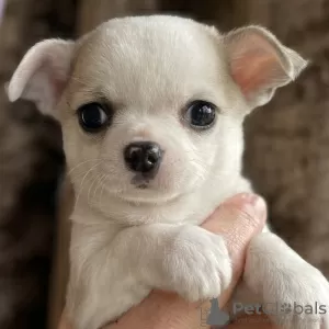 Photo №1. non-pedigree dogs - for sale in the city of San Diego | 420$ | Announcement № 128994