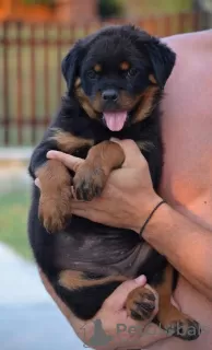 Additional photos: rottweiler