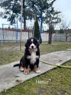 Photo №3. Bernese mountain dog puppies. Poland