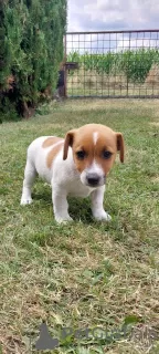 Photo №3. Cute Jack Russell Terrier puppies. Poland