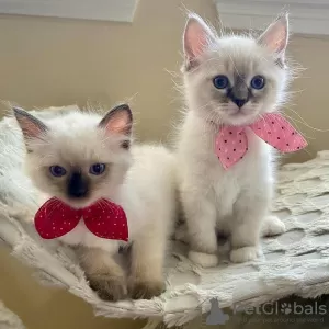 Photo №2 to announcement № 83093 for the sale of ragdoll - buy in Germany breeder