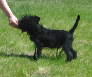 Additional photos: Affenpinscher puppies