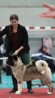 Photo №3. American Akita. Russian Federation