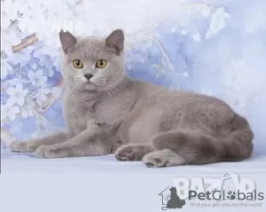 Photo №4. I will sell british shorthair in the city of Stara Zagora. breeder - price - 423$