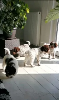 Additional photos: Lagotto Romagnolo puppies