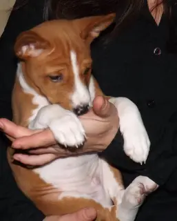 Photo №2 to announcement № 2209 for the sale of basenji - buy in Belarus from nursery, breeder