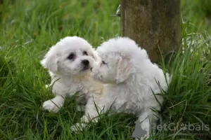 Photo №3. Trained purebred Bichon Frize puppies now available. Germany