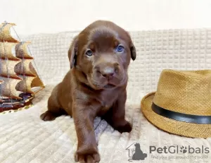 Photo №3. Labrador puppies. Russian Federation