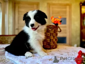 Photo №1. border collie - for sale in the city of Kursk | 781$ | Announcement № 105247