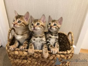 Photo №1. bengal cat - for sale in the city of Jena | 317$ | Announcement № 63754