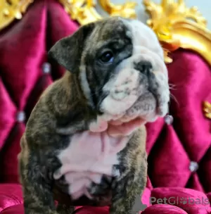 Additional photos: Plush english bulldog puppies