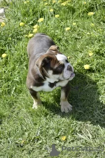 Additional photos: English bulldog puppies