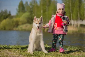 Additional photos: For sale a very beautiful bred girl of the SIBERIAN HUSKEY