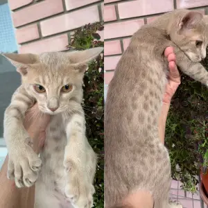 Photo №3. Very affectionate boy Ocicat, peach in a family with children.. Ukraine