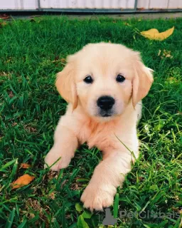 Photo №3. GOLDEN RETRIEVER PUPPIES AVAILABLE. United States