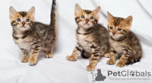 Photo №1. bengal cat - for sale in the city of Munich | negotiated | Announcement № 129009