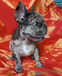 Additional photos: French Bulldog. Girl. 4 color genes