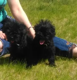 Additional photos: Affenpinscher puppies