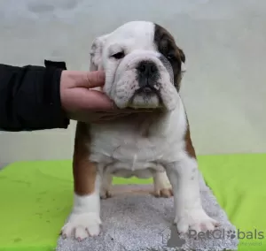 Photo №1. english bulldog - for sale in the city of Gajdobra | negotiated | Announcement № 126516