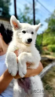 Photo №2 to announcement № 114524 for the sale of berger blanc suisse - buy in Serbia 