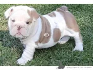 Photo №2 to announcement № 78762 for the sale of english bulldog - buy in United Arab Emirates breeder