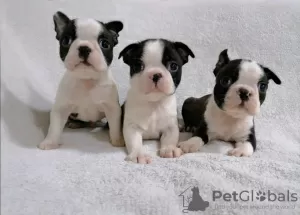 Photo №1. boston terrier - for sale in the city of Helsinki | 423$ | Announcement № 56471