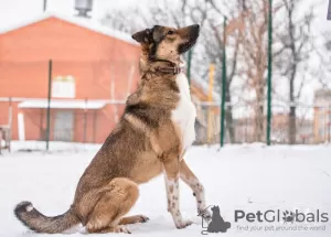 Additional photos: A young, cheerful dog Bim is looking for a home.