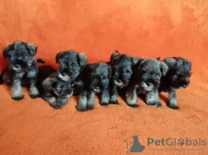 Additional photos: Miniature Schnauzer puppies