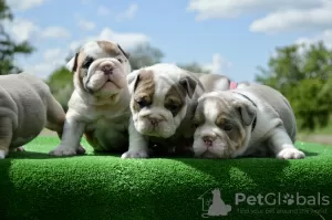 Photo №1. english bulldog - for sale in the city of Minsk | negotiated | Announcement № 106838