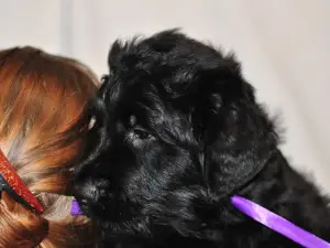 Additional photos: Puppies for sale Russian Black Terrier.