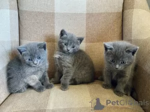 Photo №1. russian blue - for sale in the city of Helsinki | 300$ | Announcement № 69132