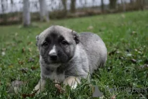 Additional photos: Turkish Kangal puppies