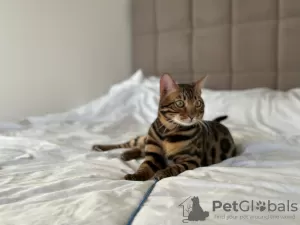 Additional photos: Gorgeous Bengal boy