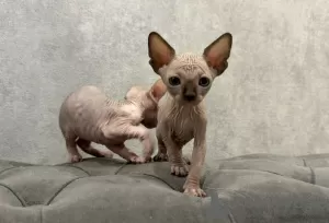 Photo №2 to announcement № 125438 for the sale of sphynx-katze - buy in Russian Federation private announcement