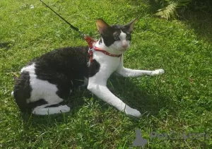 Photo №1. Mating service - breed: cornish rex. Price - 204$