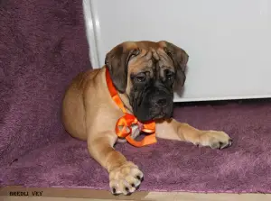 Additional photos: Chic puppies bullmastiff