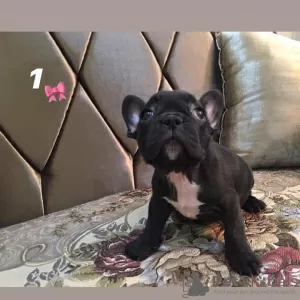 Additional photos: Beautiful french bulldog puppies for sale male and female