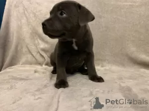 Photo №1. american staffordshire terrier - for sale in the city of Warsaw | negotiated | Announcement № 31235