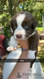 Photo №3. Border collie puppies. United States