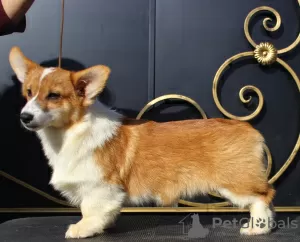 Photo №2 to announcement № 51355 for the sale of welsh corgi - buy in Russian Federation private announcement, from nursery, breeder