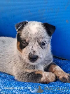 Additional photos: Australian Cattle Dog puppies