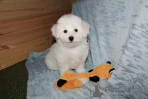 Additional photos: Adorable Bichon Frize puppies ready to move into a new home